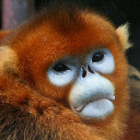 Golden snub-nosed monkey