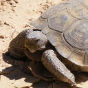 Agassiz s desert tortoise