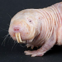 Naked mole-rat female