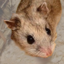 Chinese hamster Crigri-PICR