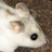 Chinese hamster CHOK1GS