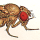 Drosophila yakuba